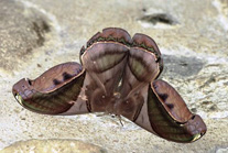 orchidaceae at an Jorge de Tandayapa ecuador  naturalist tour